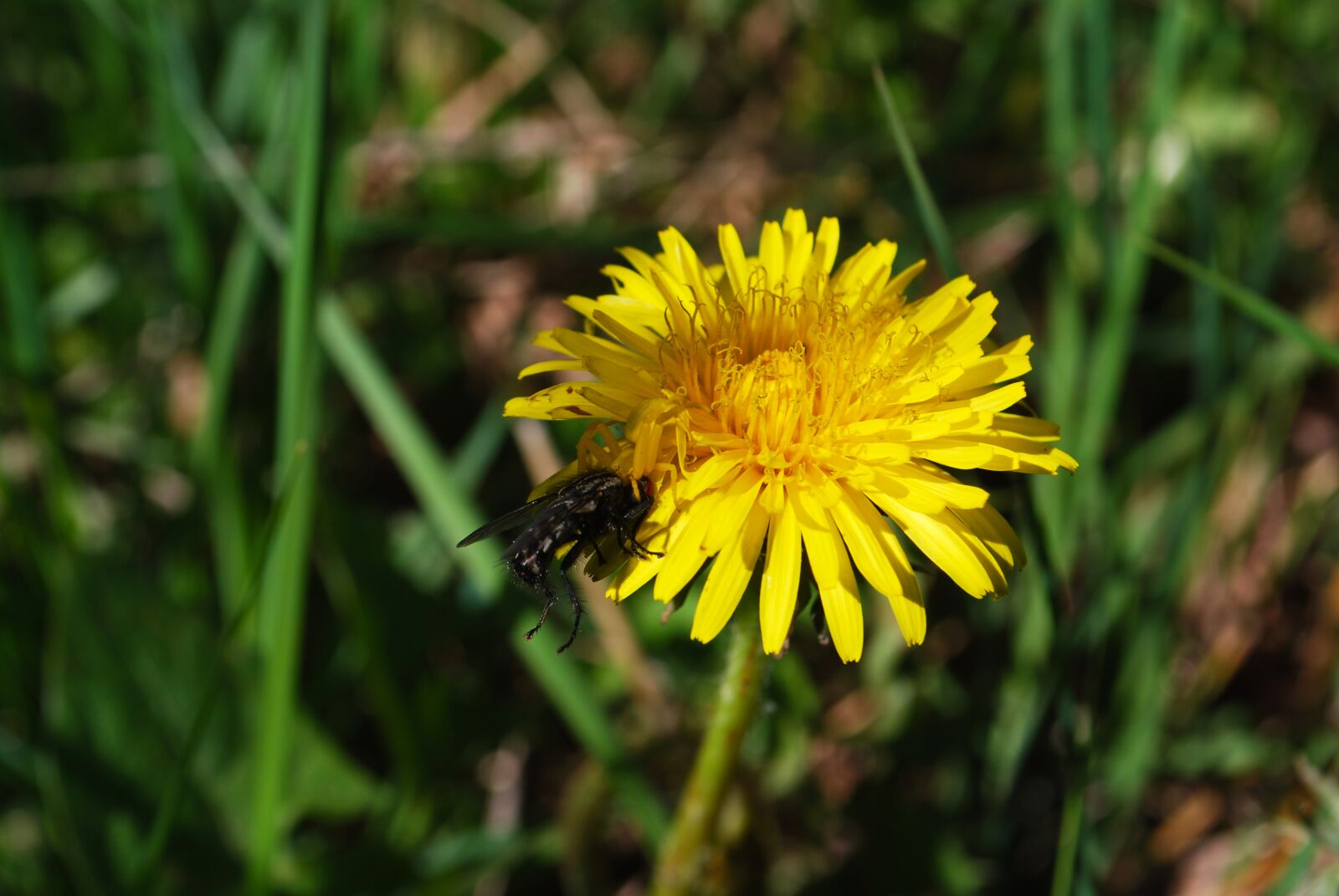 Nikon D60 sample photo. Prey, fly, spider photography