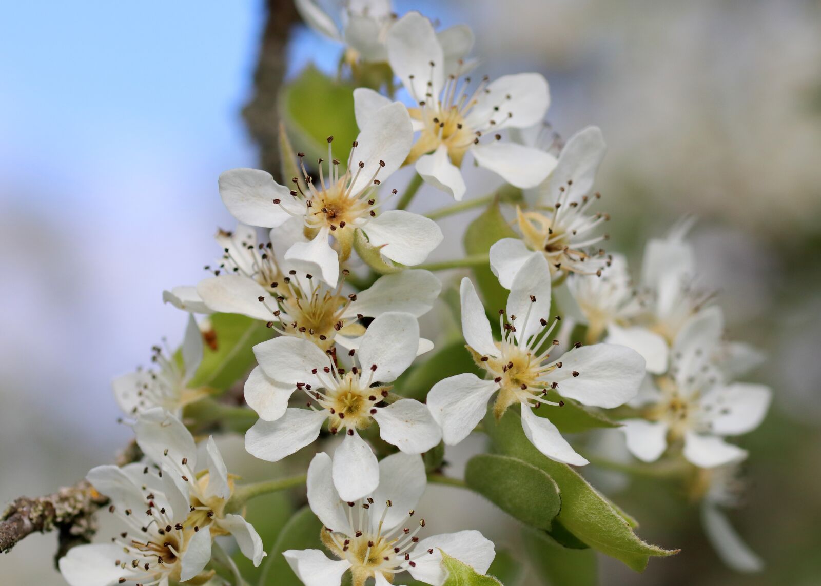 Canon EOS 80D sample photo. Blossom, tree, springtime photography