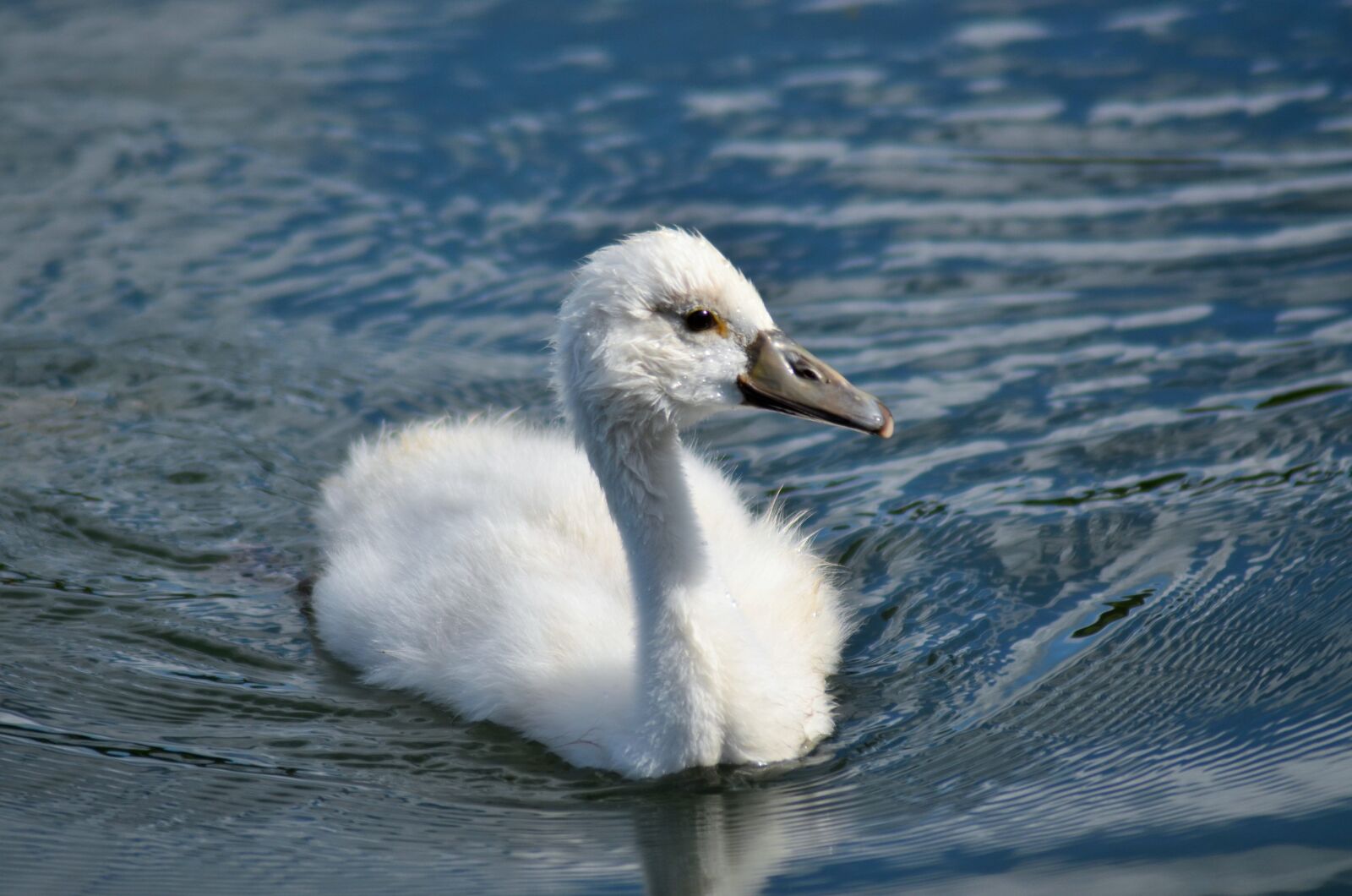 Nikon D5100 sample photo. Cygnets, cygnons, swans photography