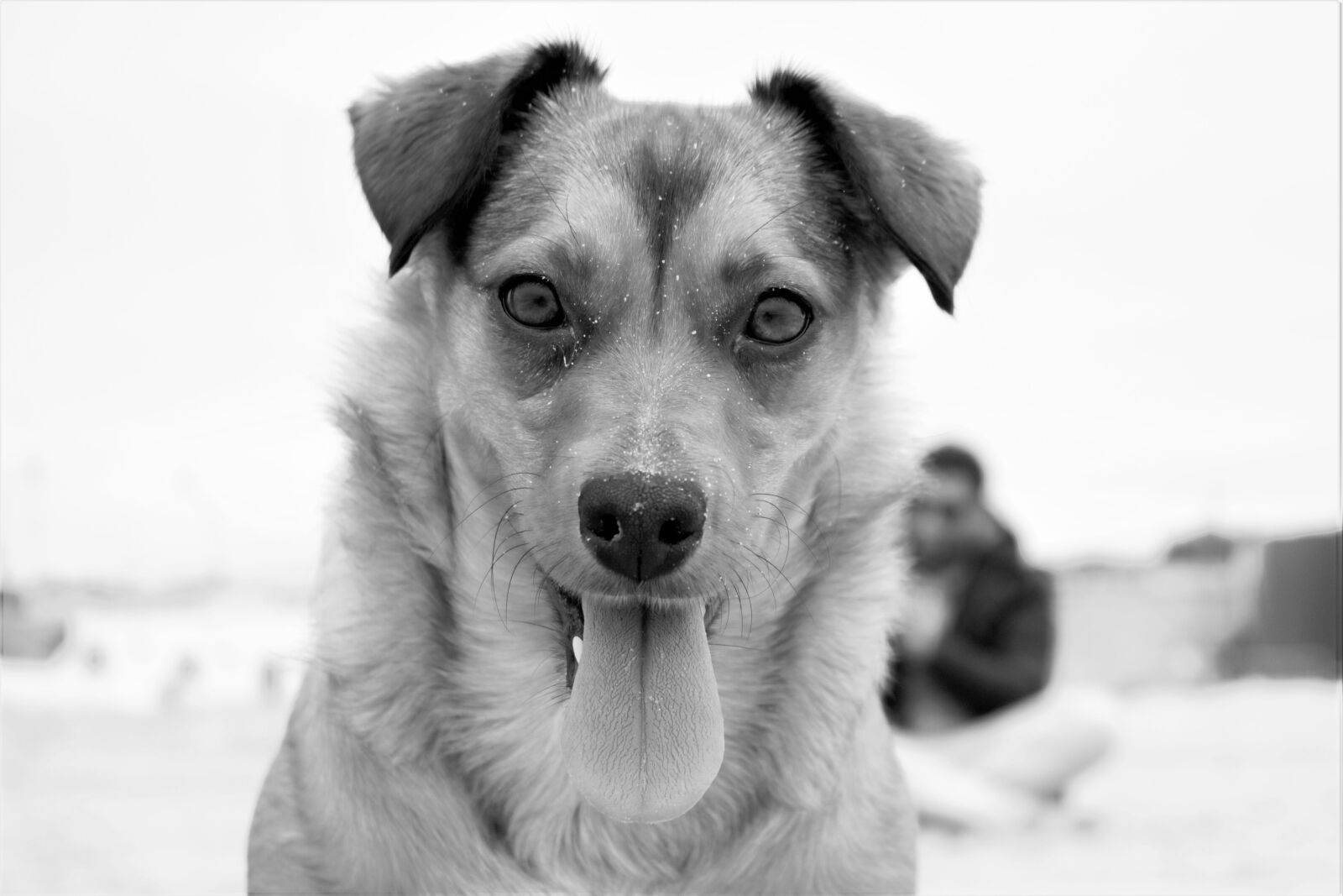 Canon EOS 700D (EOS Rebel T5i / EOS Kiss X7i) sample photo. Carcavelos, dog, bia photography