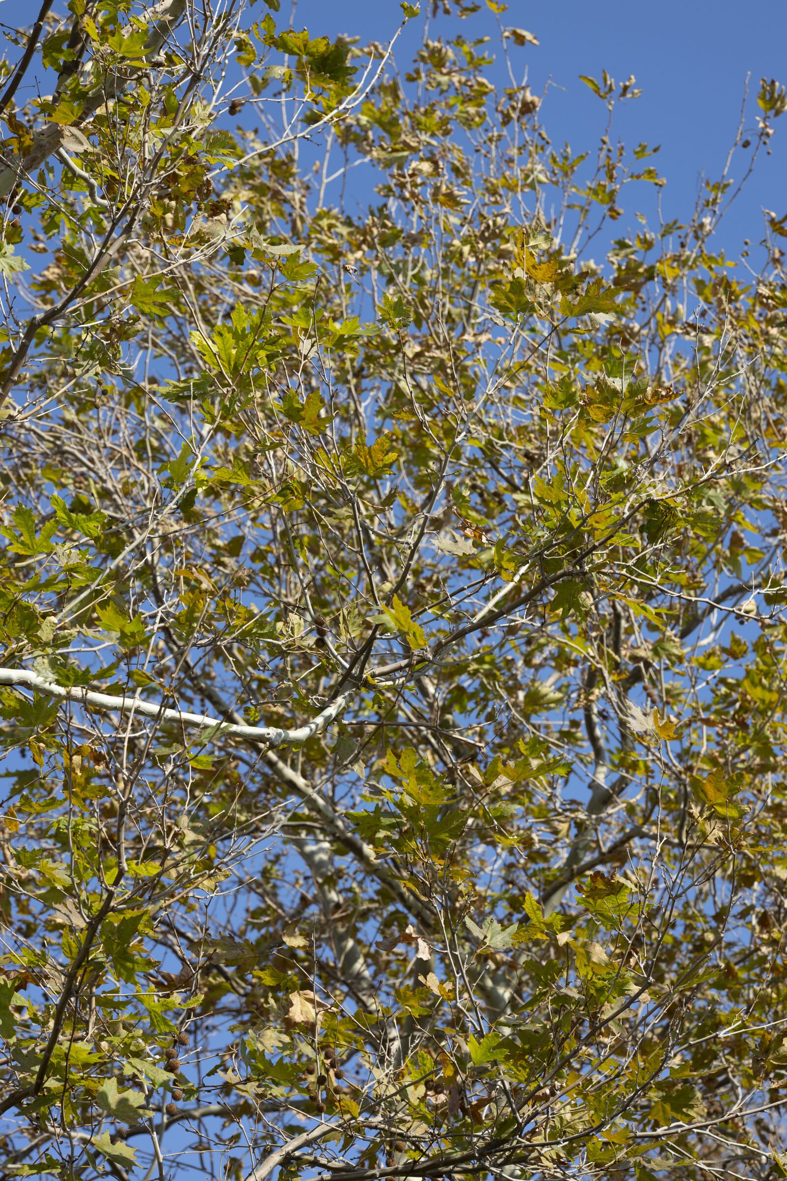 Canon RF 85mm F1.2L USM sample photo. Tree, nature, leaves photography