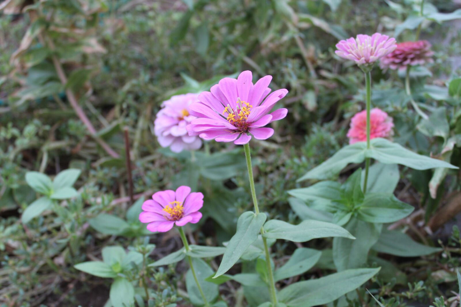 Canon EOS 1300D (EOS Rebel T6 / EOS Kiss X80) sample photo. Flowers, nature, garden photography