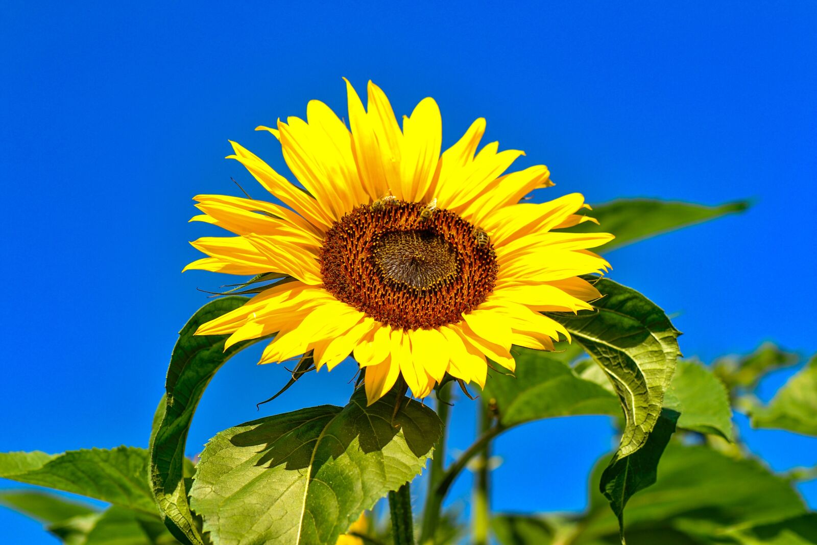 Nikon D3100 sample photo. Sunflower, summer, yellow photography