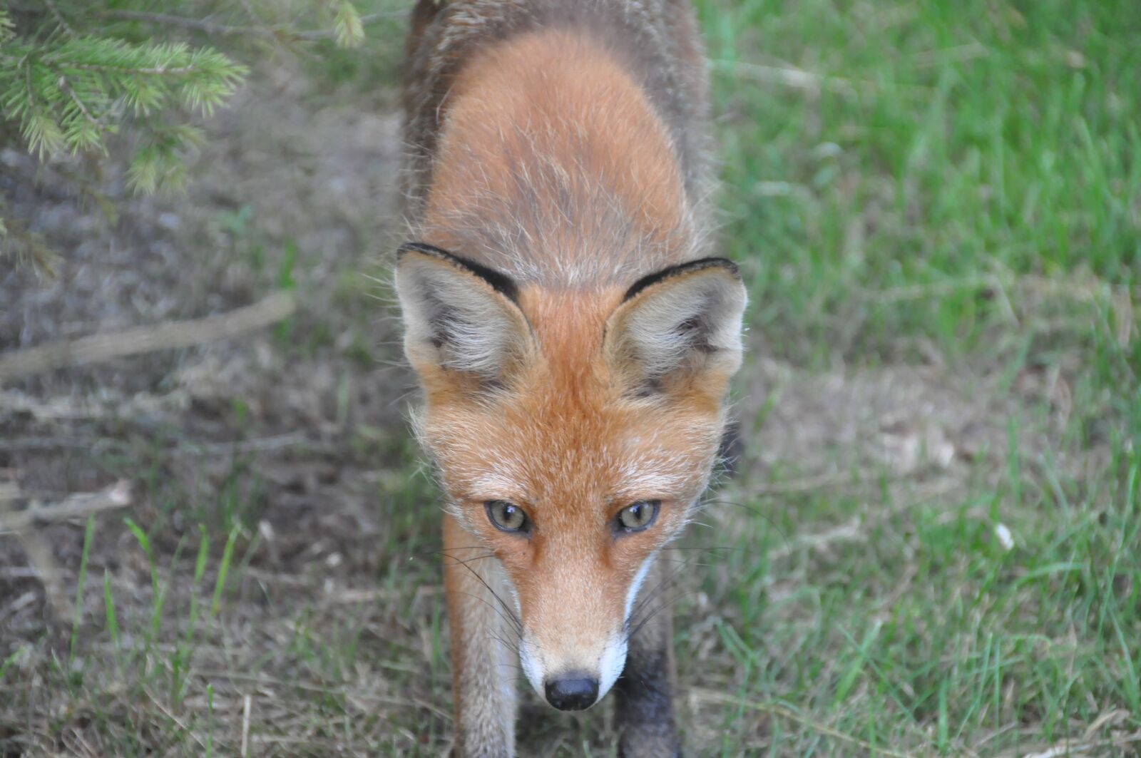 Nikon D90 sample photo. Fox, animal, nature photography