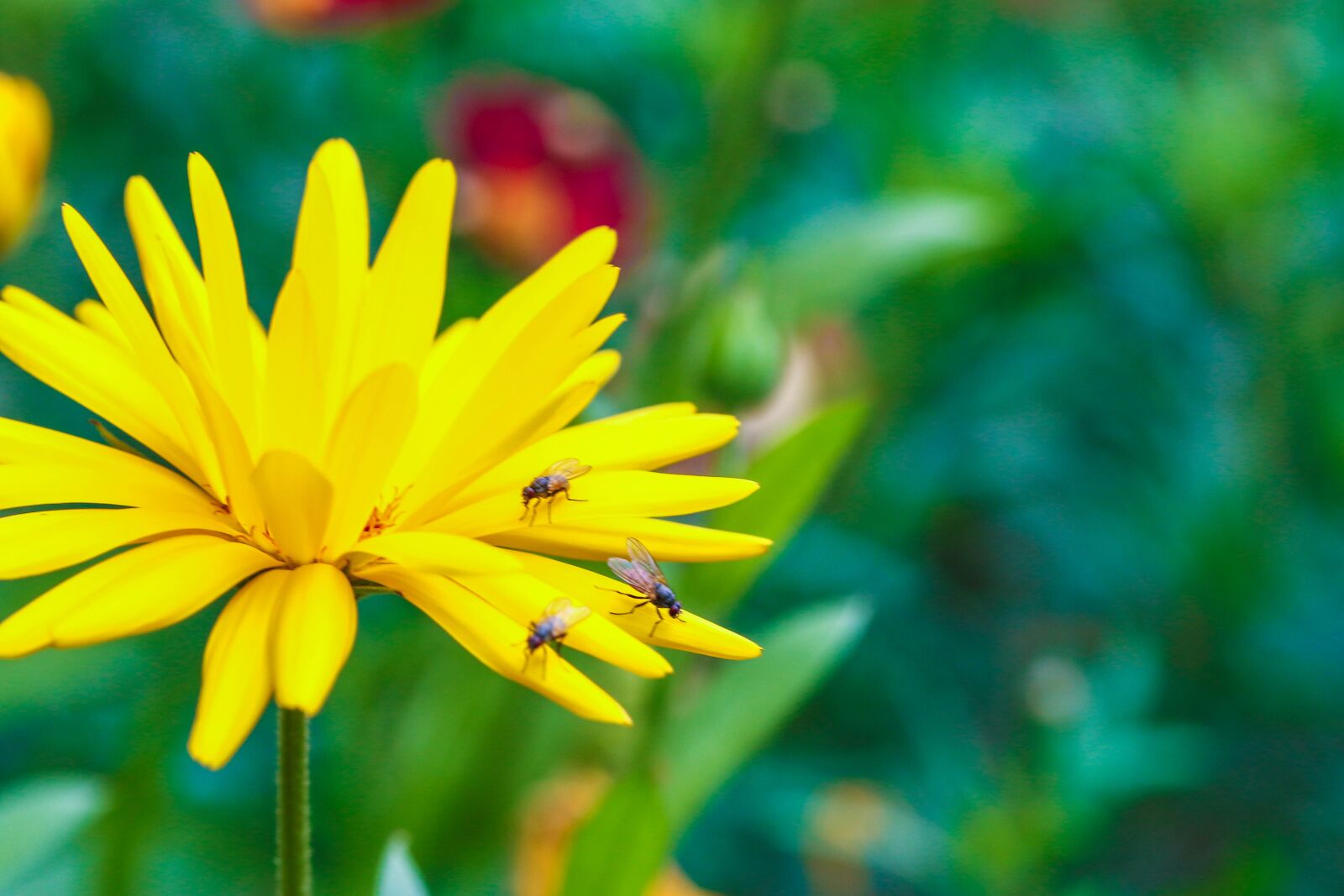 Canon EOS 7D Mark II sample photo. Flower, insect, garden flower photography
