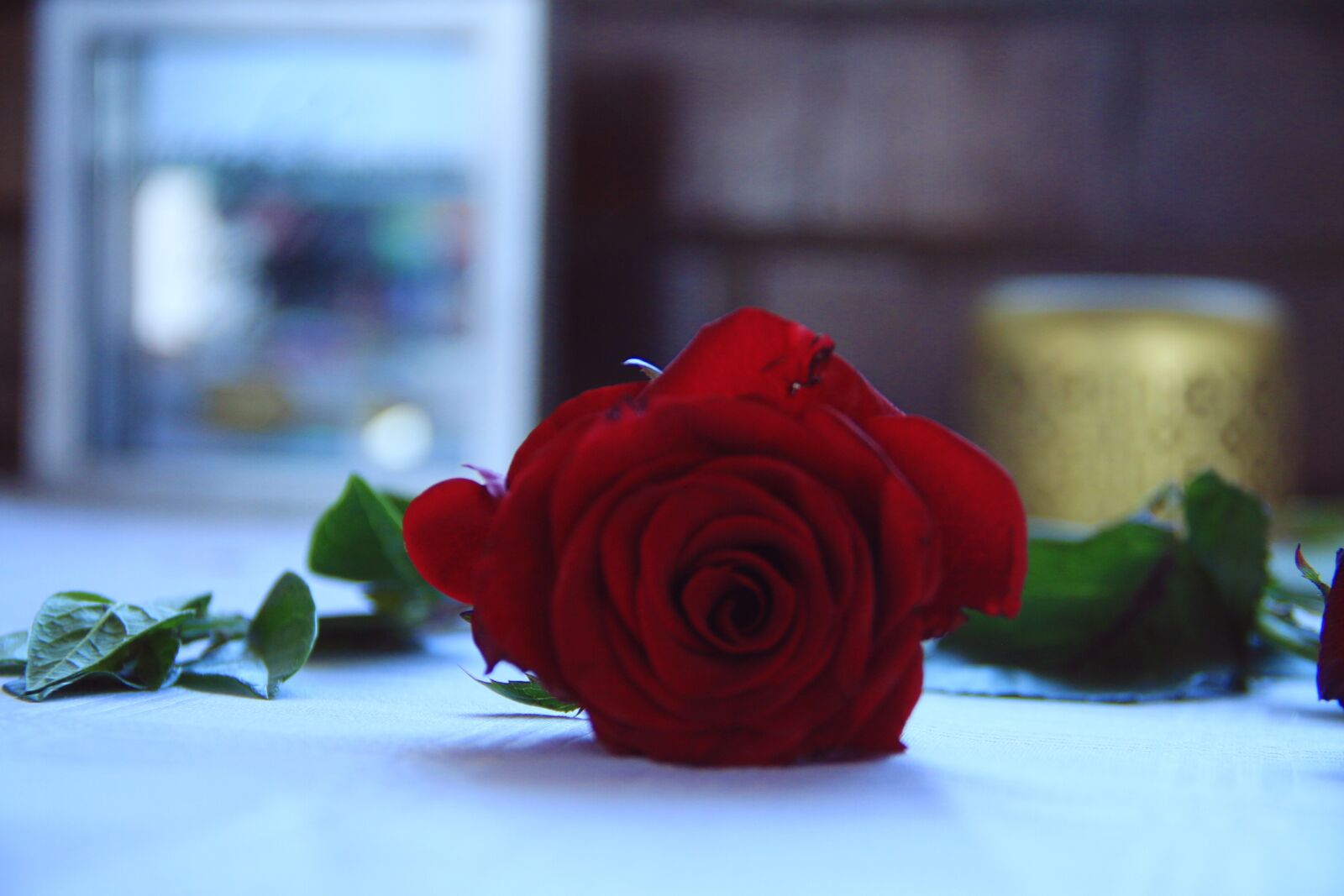 Canon EOS 70D sample photo. Flower, love, valentine photography