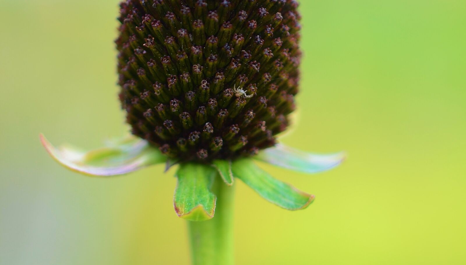 Nikon D7000 sample photo. Flower, nature, spring photography