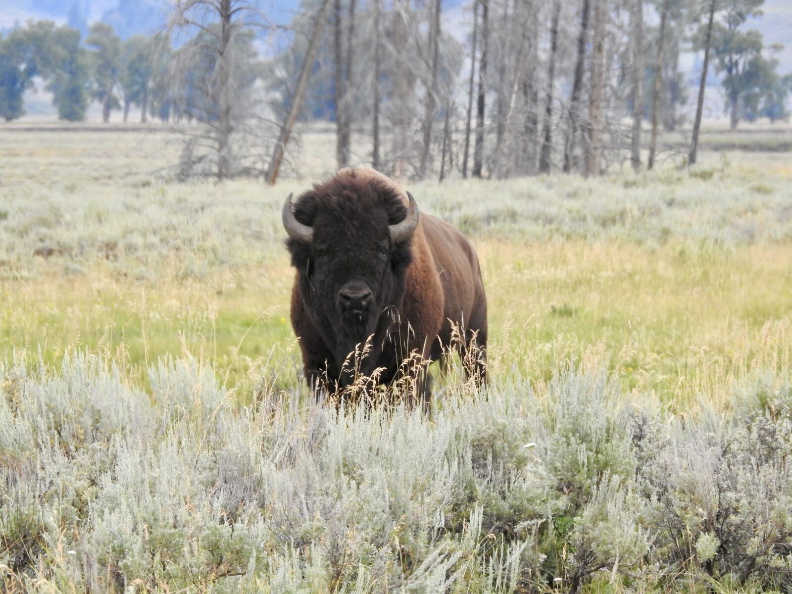 Nikon Coolpix P900 sample photo. Bison, yellowstone national park photography