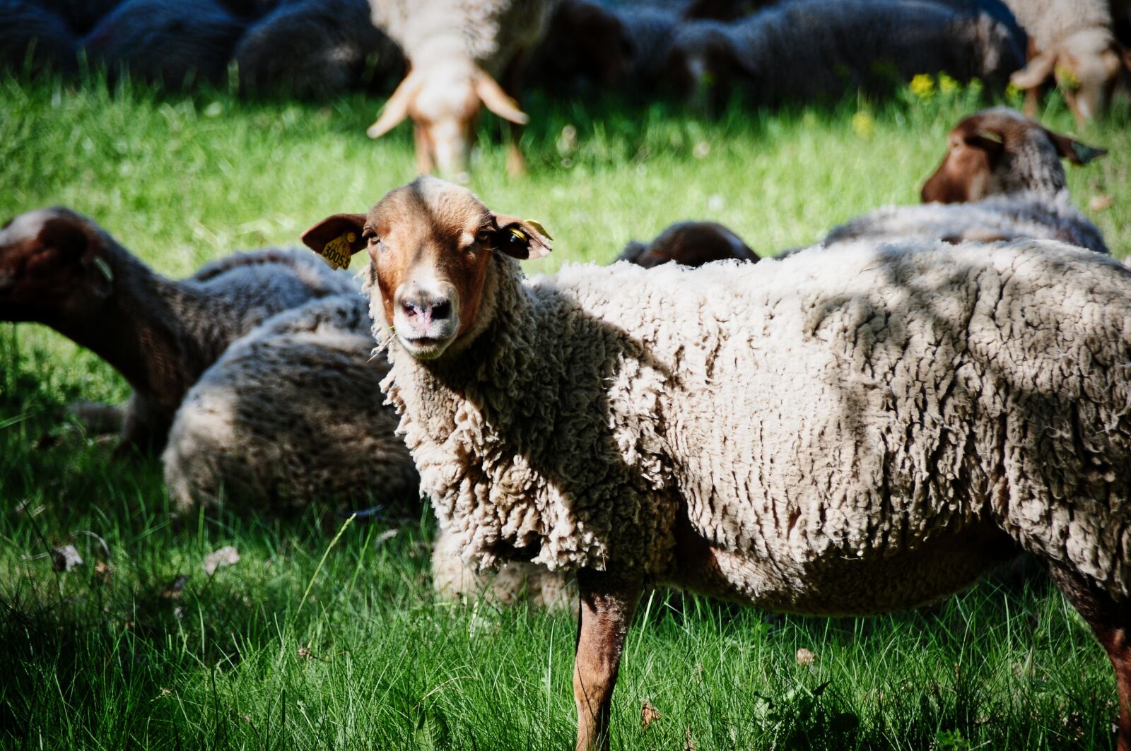 Nikon D300S sample photo. Sheep, berger, herd photography