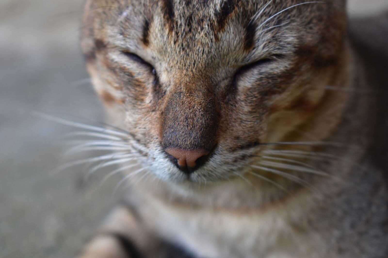 Nikon D3400 sample photo. Cat, adorable, animal photography