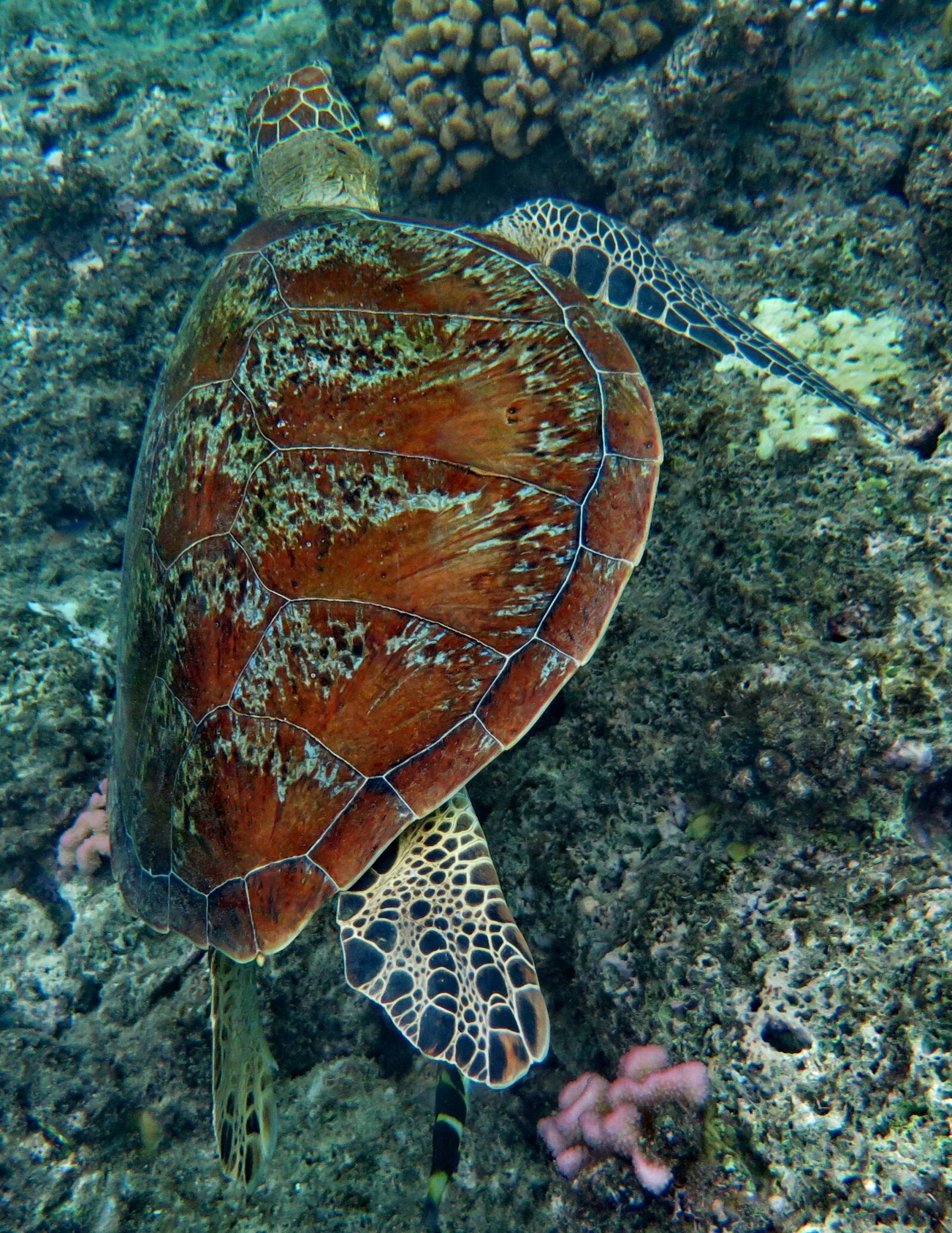 Canon PowerShot G16 sample photo. Turtle, sea life, animals photography