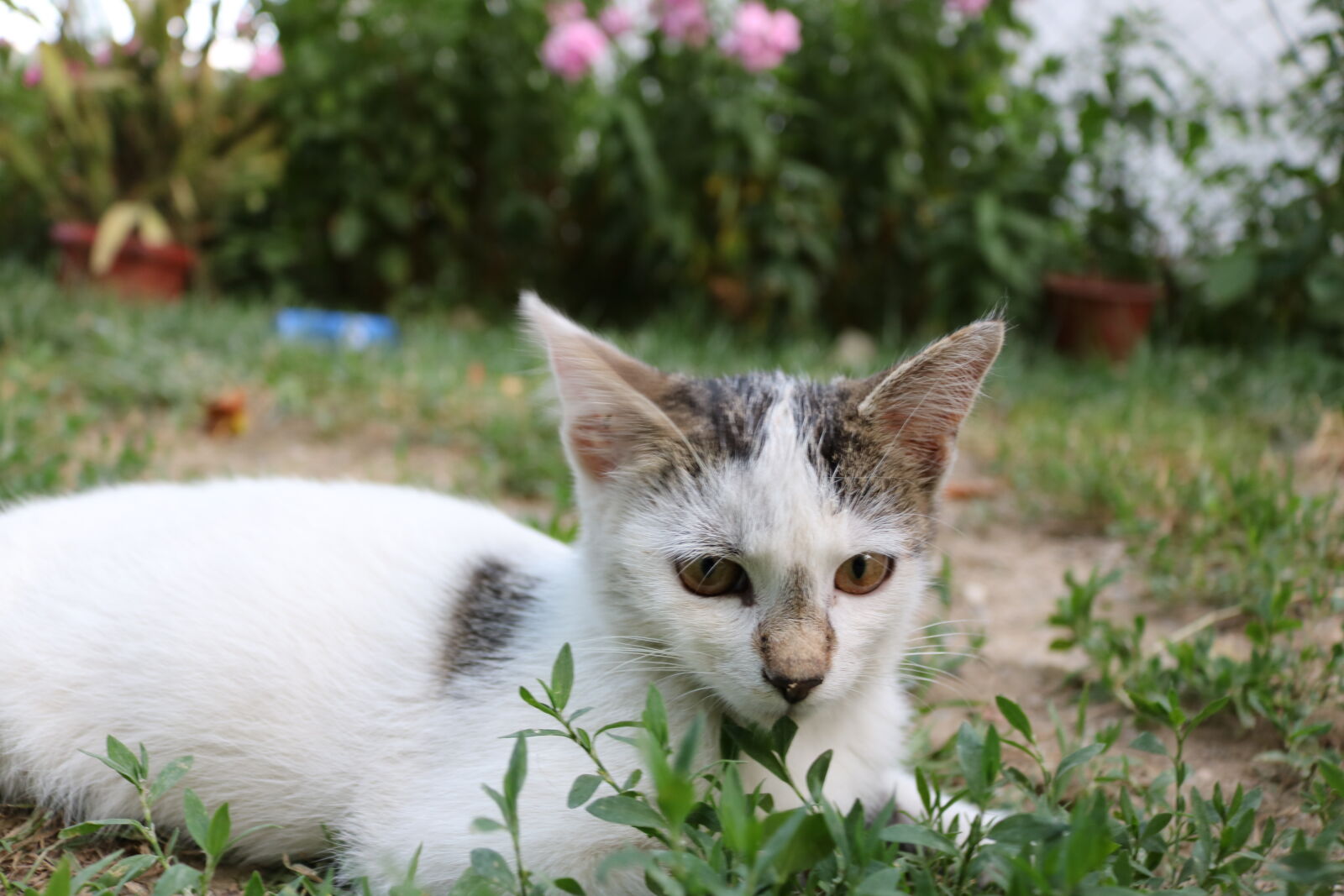 Canon EOS 750D (EOS Rebel T6i / EOS Kiss X8i) + Canon EF-S 18-55mm F3.5-5.6 IS STM sample photo. Cat, cute, day, garden photography