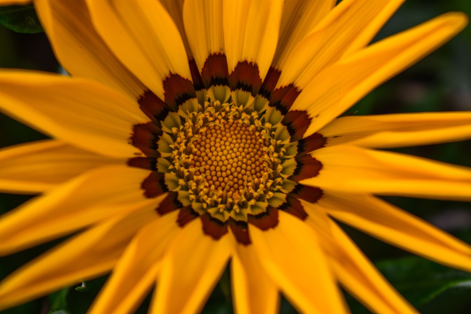 Nikon D3400 sample photo. Beautiful flower, beautiful, spring photography
