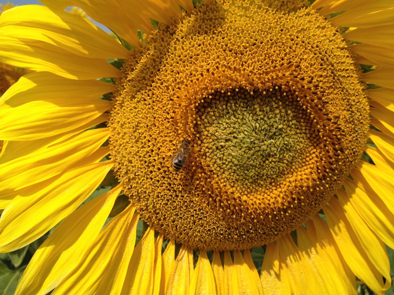 Apple iPhone 4S sample photo. Sunflower, the bees, insect photography