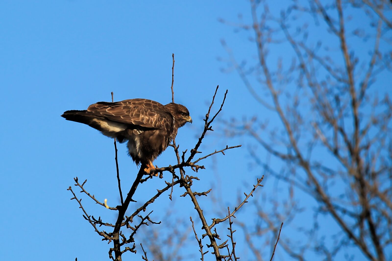Canon EF-S 55-250mm F4-5.6 IS STM sample photo. Buzzard, bird, hawk photography