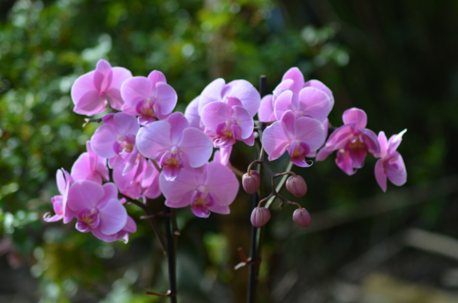 Nikon D5100 sample photo. Orchid, purple, flower photography