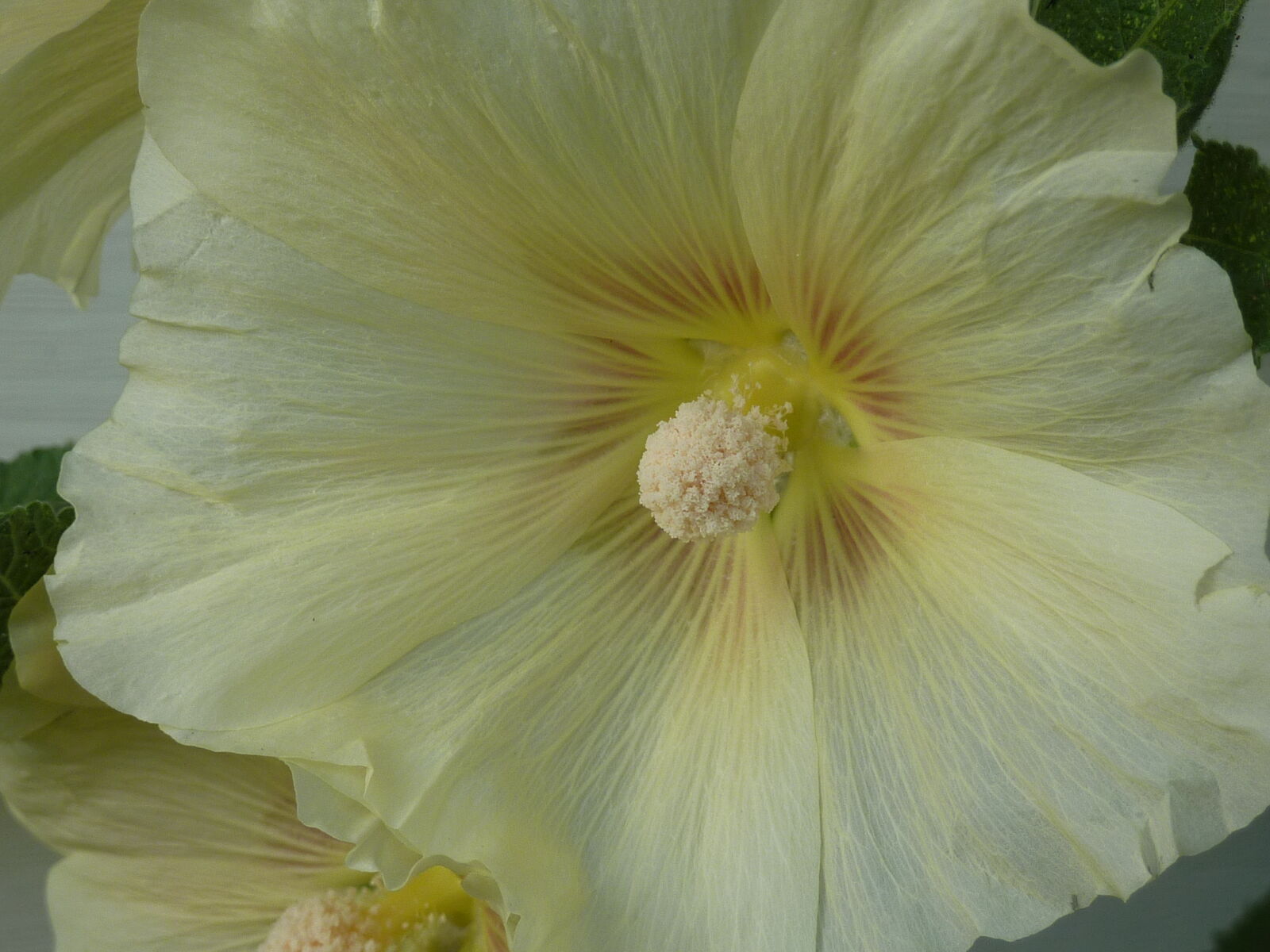 Panasonic DMC-ZS3 sample photo. Flower, hollyhock, pollen, white photography