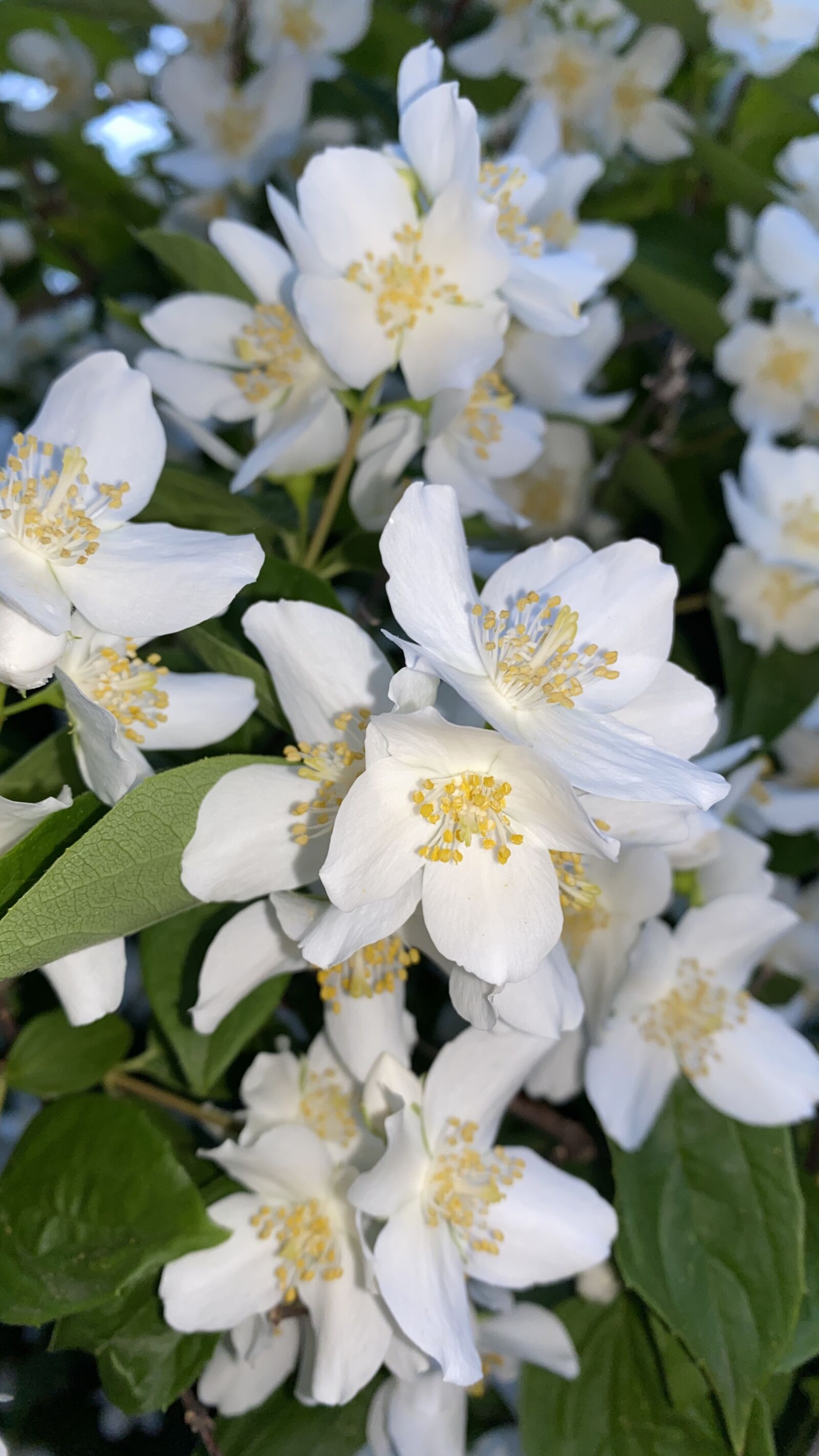 Apple iPhone 11 Pro sample photo. Blossom, bloom, flower photography