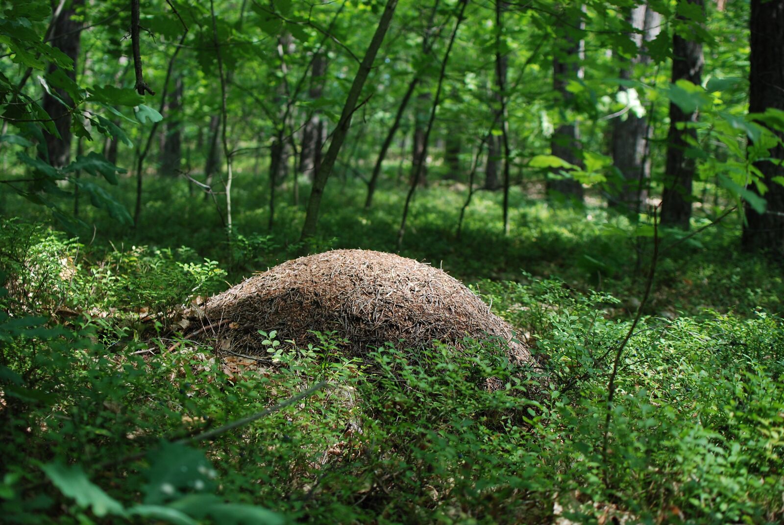 Nikon D80 sample photo. Ants, forest, nature photography