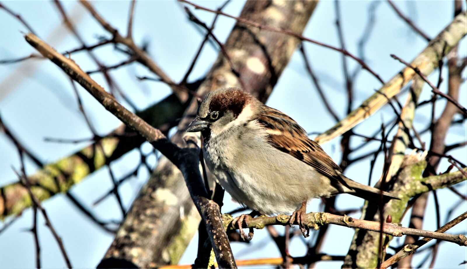 150-600mm F5-6.3 DG OS HSM | Contemporary 015 sample photo. Bird, sparrow, plumage photography