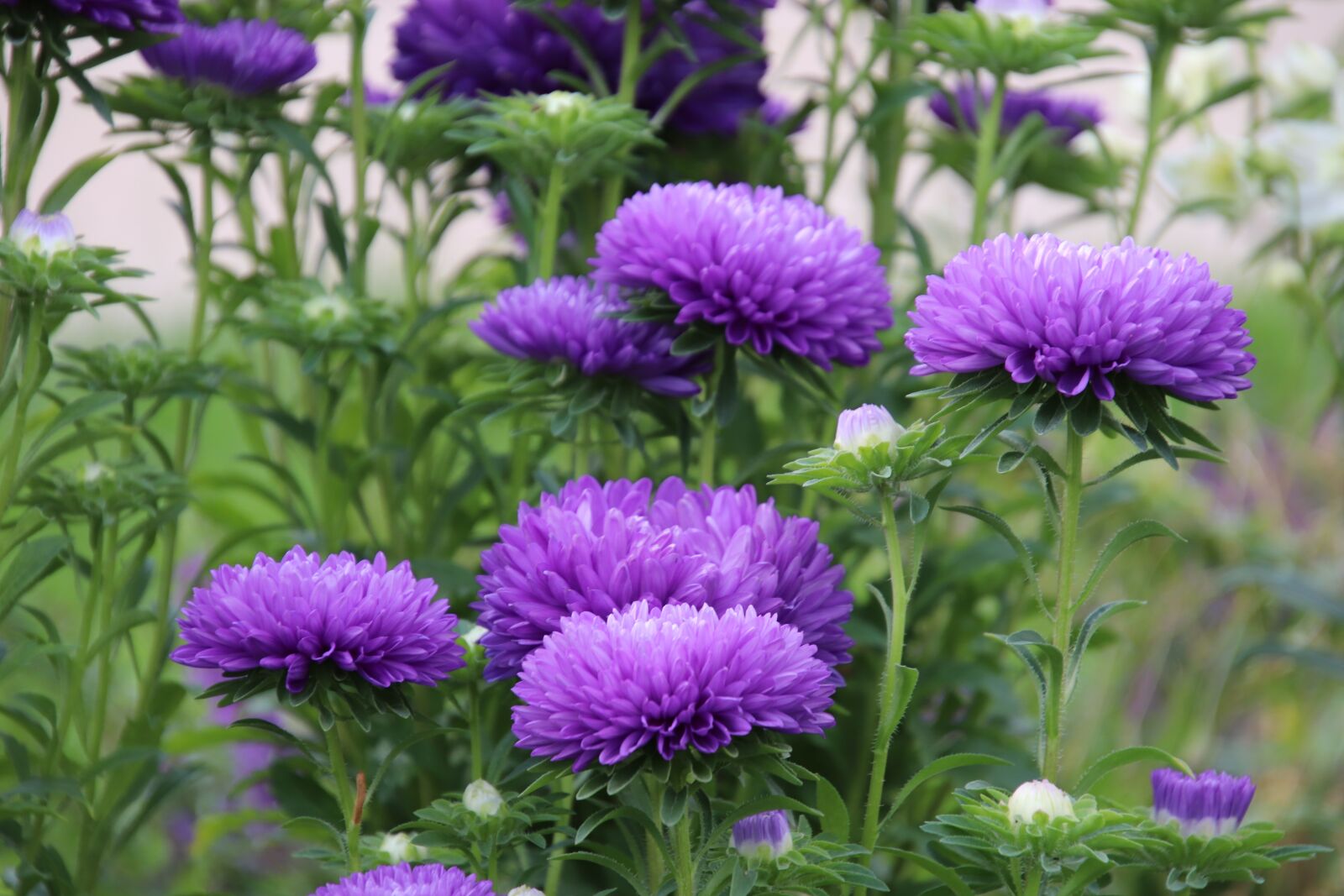 Canon EOS 800D (EOS Rebel T7i / EOS Kiss X9i) sample photo. Flowers, plants, color purple photography