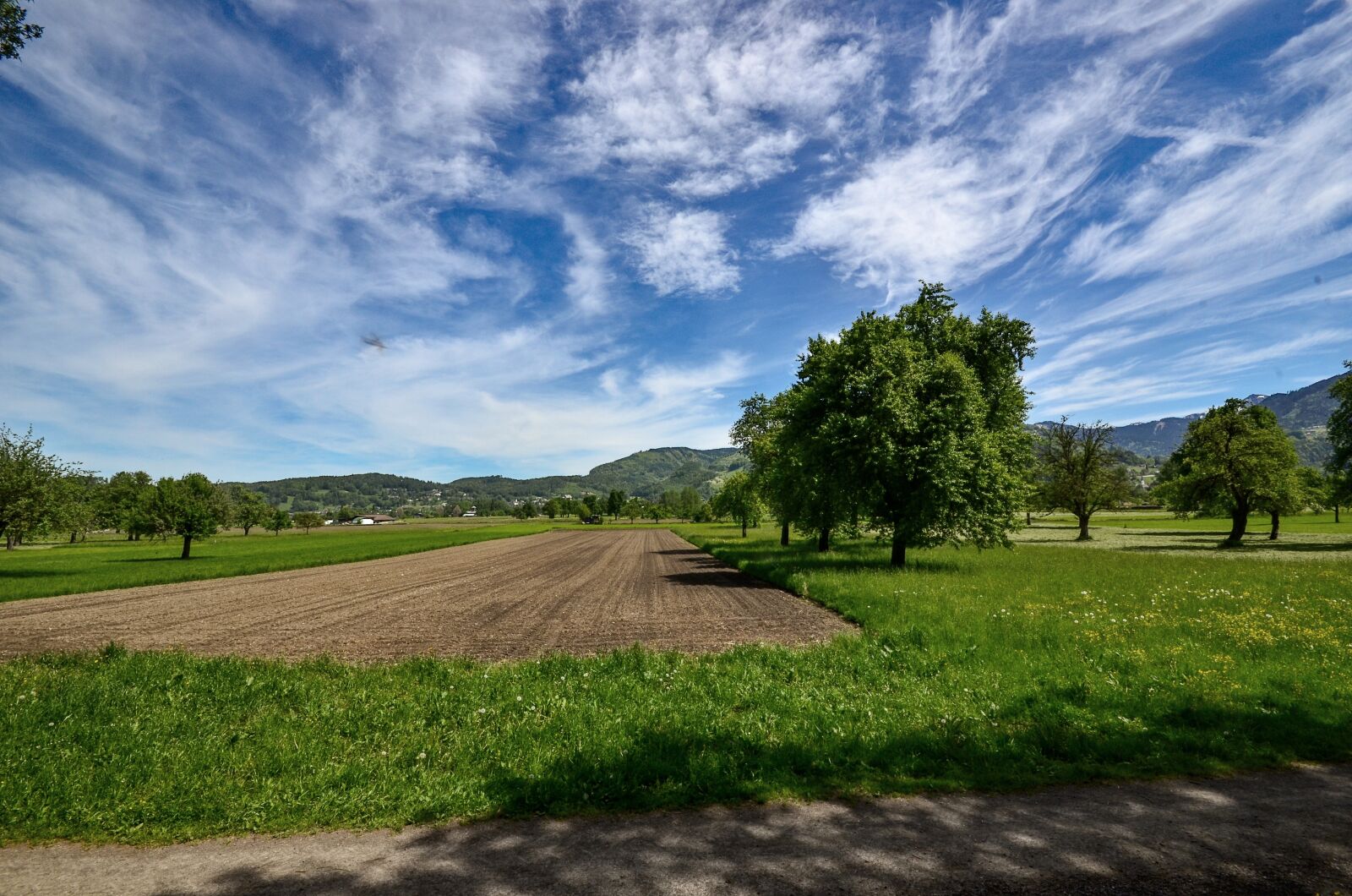 Nikon D7000 sample photo. Field, meadow, trees photography