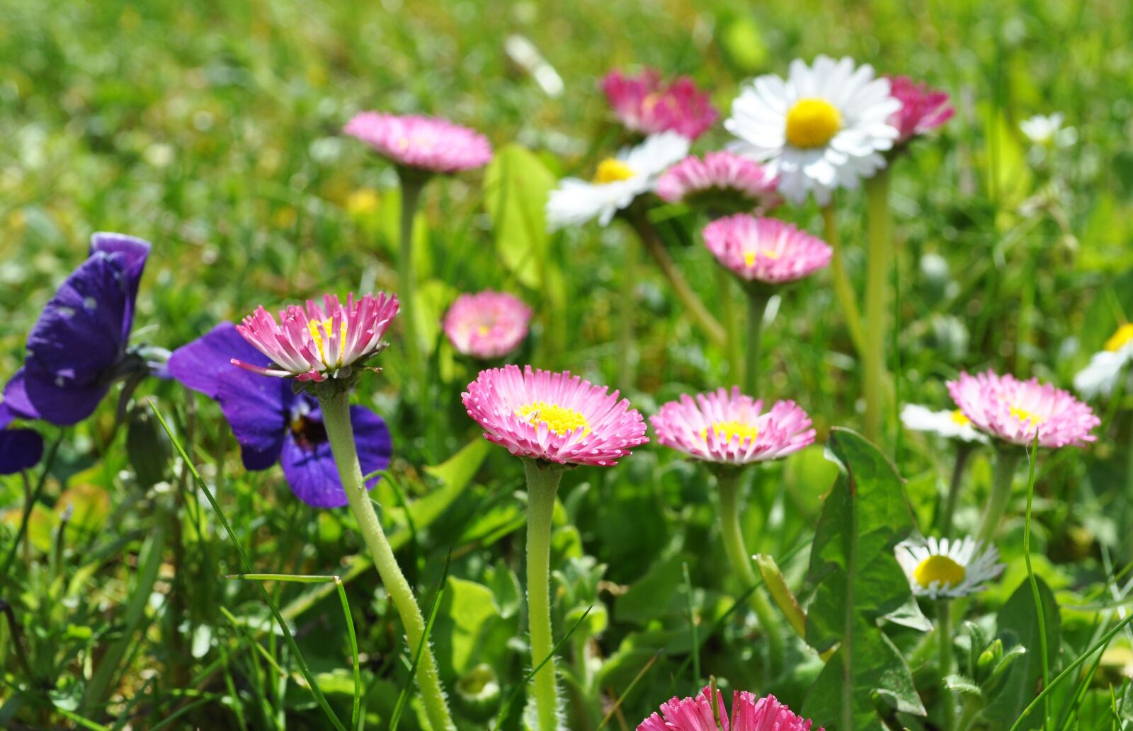 Nikon D90 sample photo. Daisy, pink daisy, spring photography