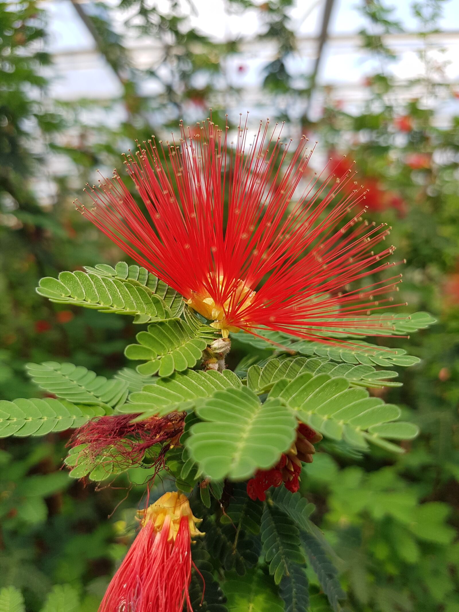 Samsung Galaxy S7 Edge sample photo. Calliandra tweedii, powder puff photography