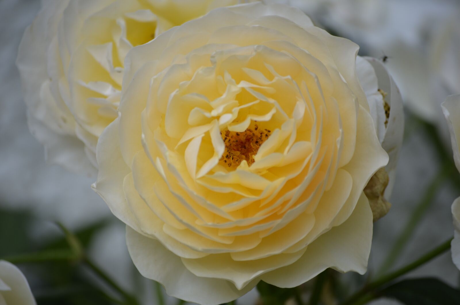 Nikon D5100 sample photo. Roses, white roses, flowers photography