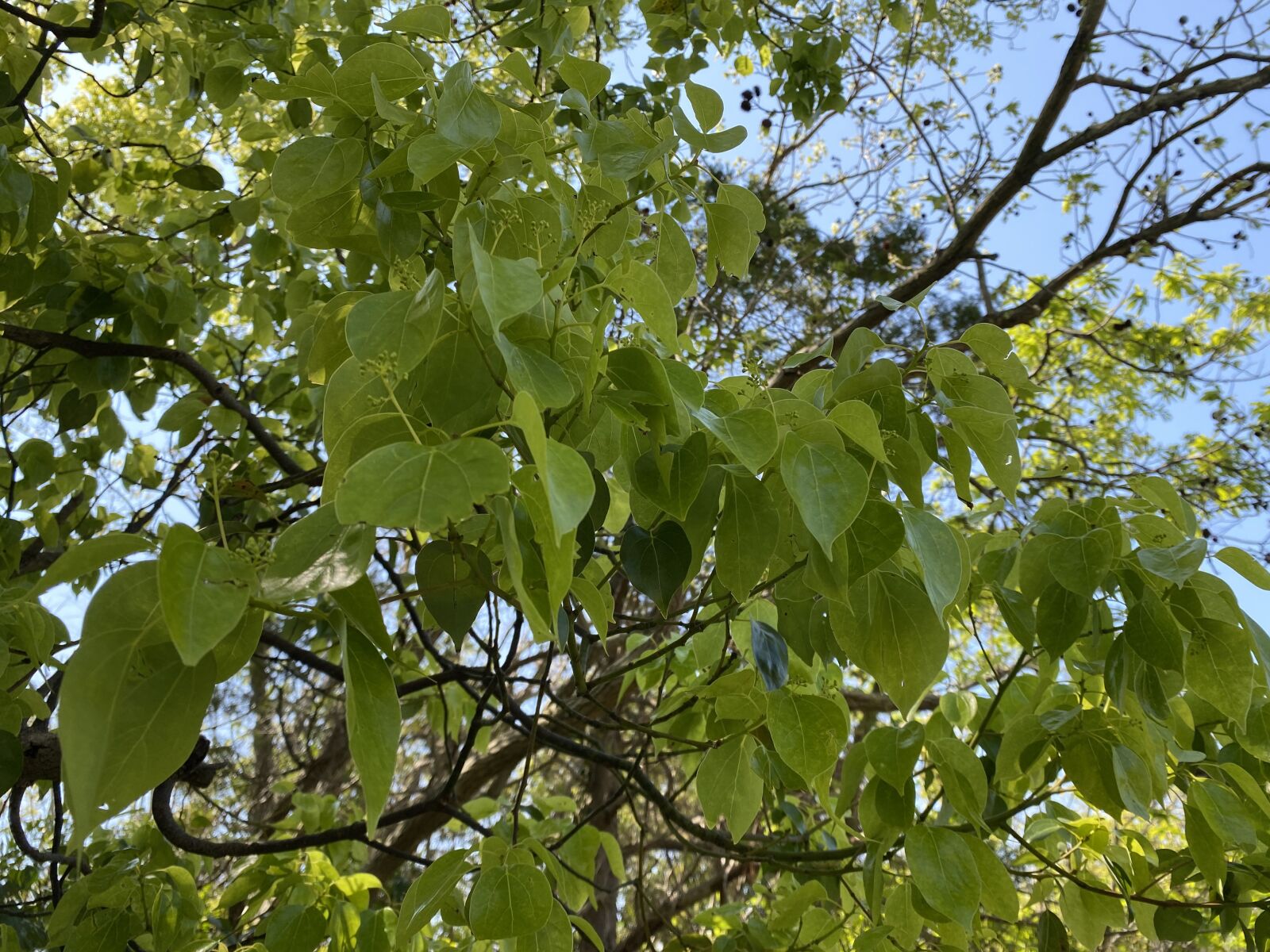 Apple iPhone 11 Pro Max sample photo. Leaf, green, tree photography