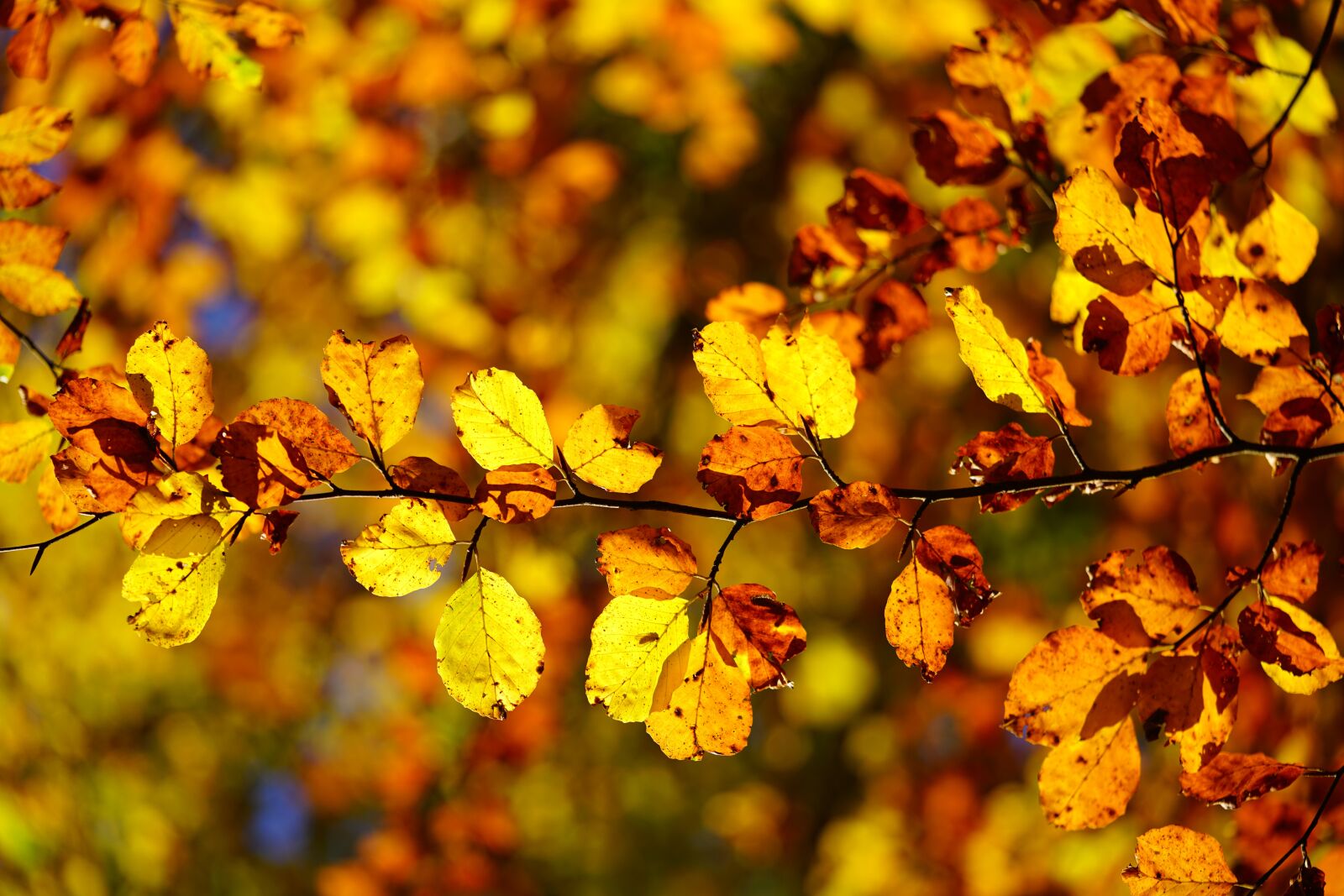 Sony a7R II + Sony FE 90mm F2.8 Macro G OSS sample photo. Beech leaves, leaves, autumn photography