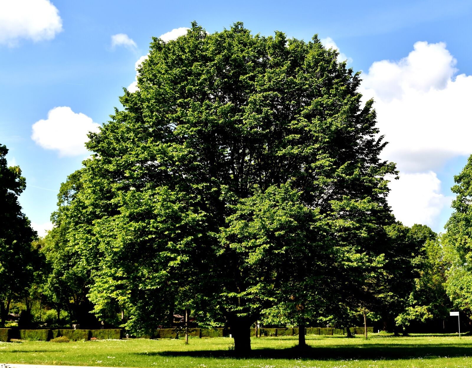 Nikon D7200 sample photo. Tree, nature, landscape photography