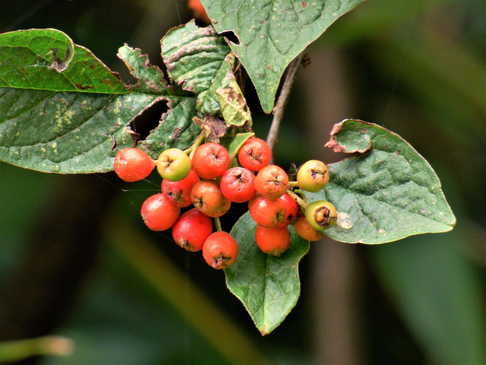 Panasonic DMC-FZ72 sample photo. Rowanberry, green, autumn photography