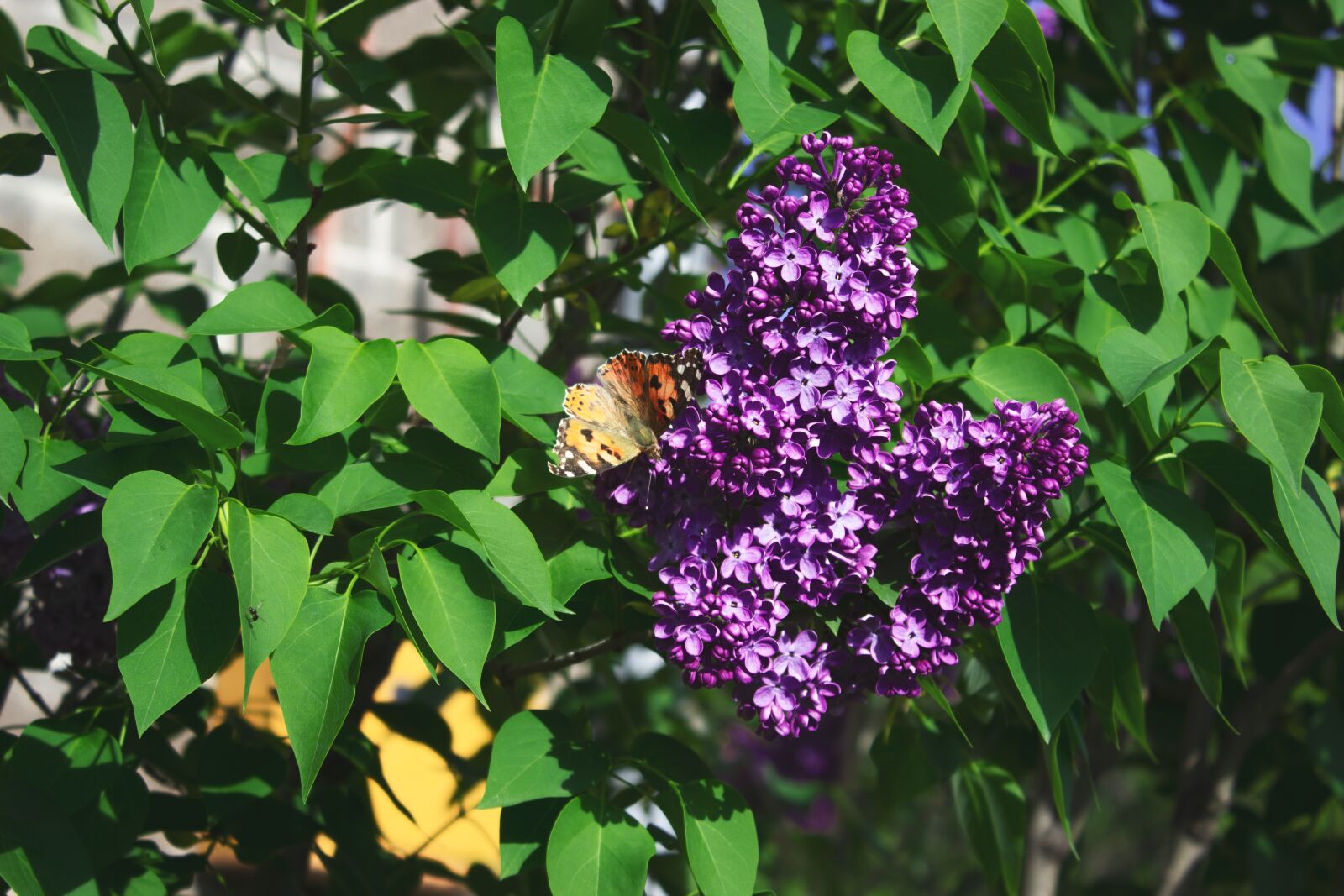 Canon EOS 600D (Rebel EOS T3i / EOS Kiss X5) sample photo. Lilac, flowers, purple photography