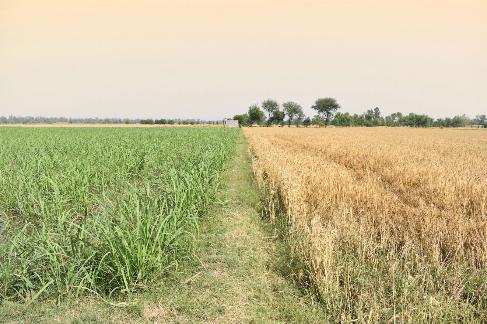 Nikon D3400 sample photo. Field, farm, agriculture photography