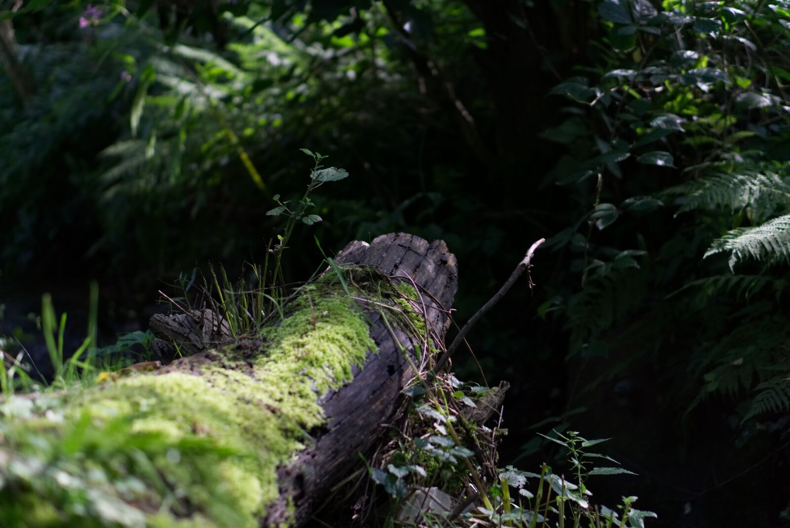 E 50mm F1.8 OSS sample photo. Log, bach, green photography