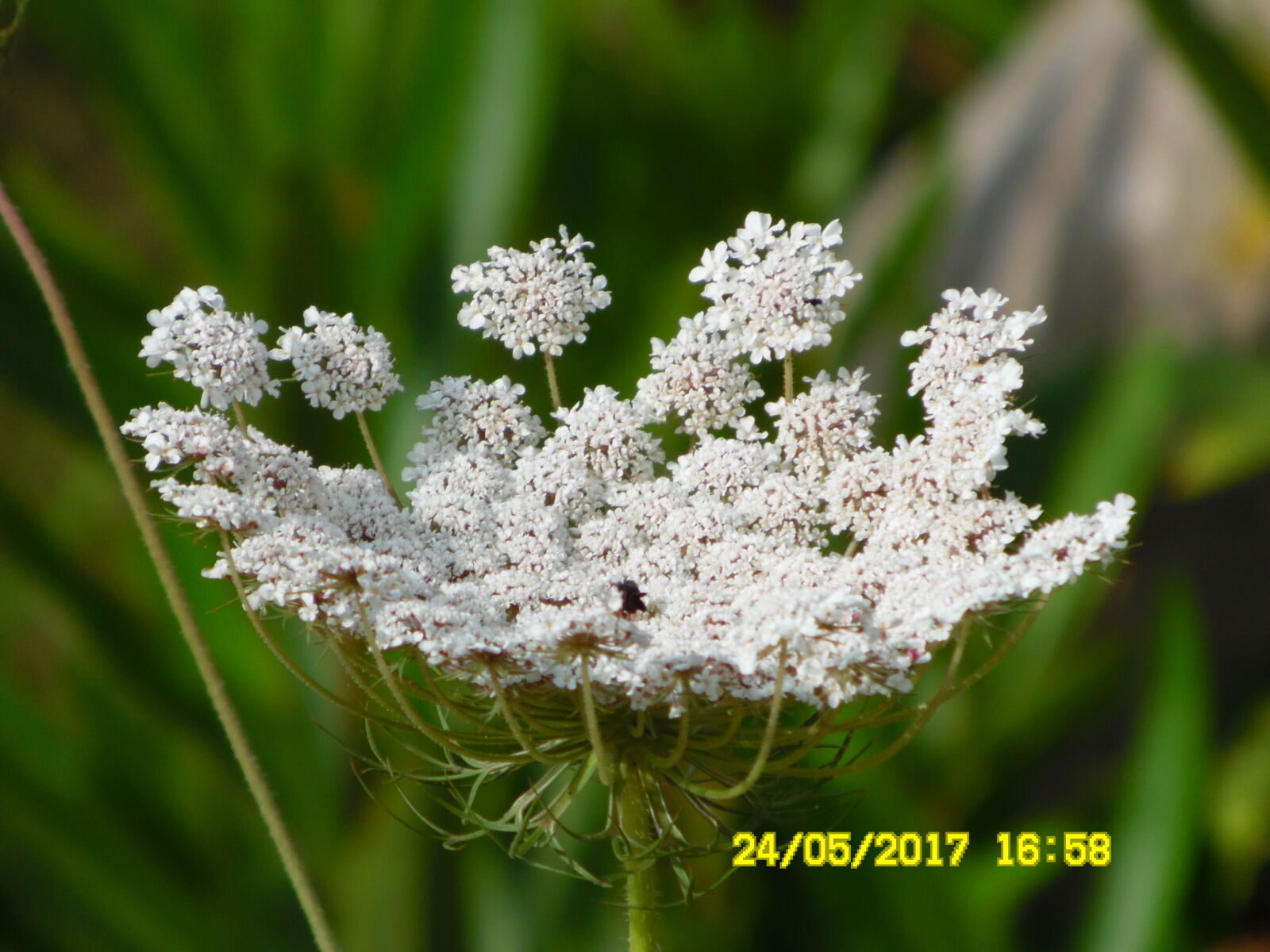 Samsung WB1100F/WB1101F/WB1102F sample photo