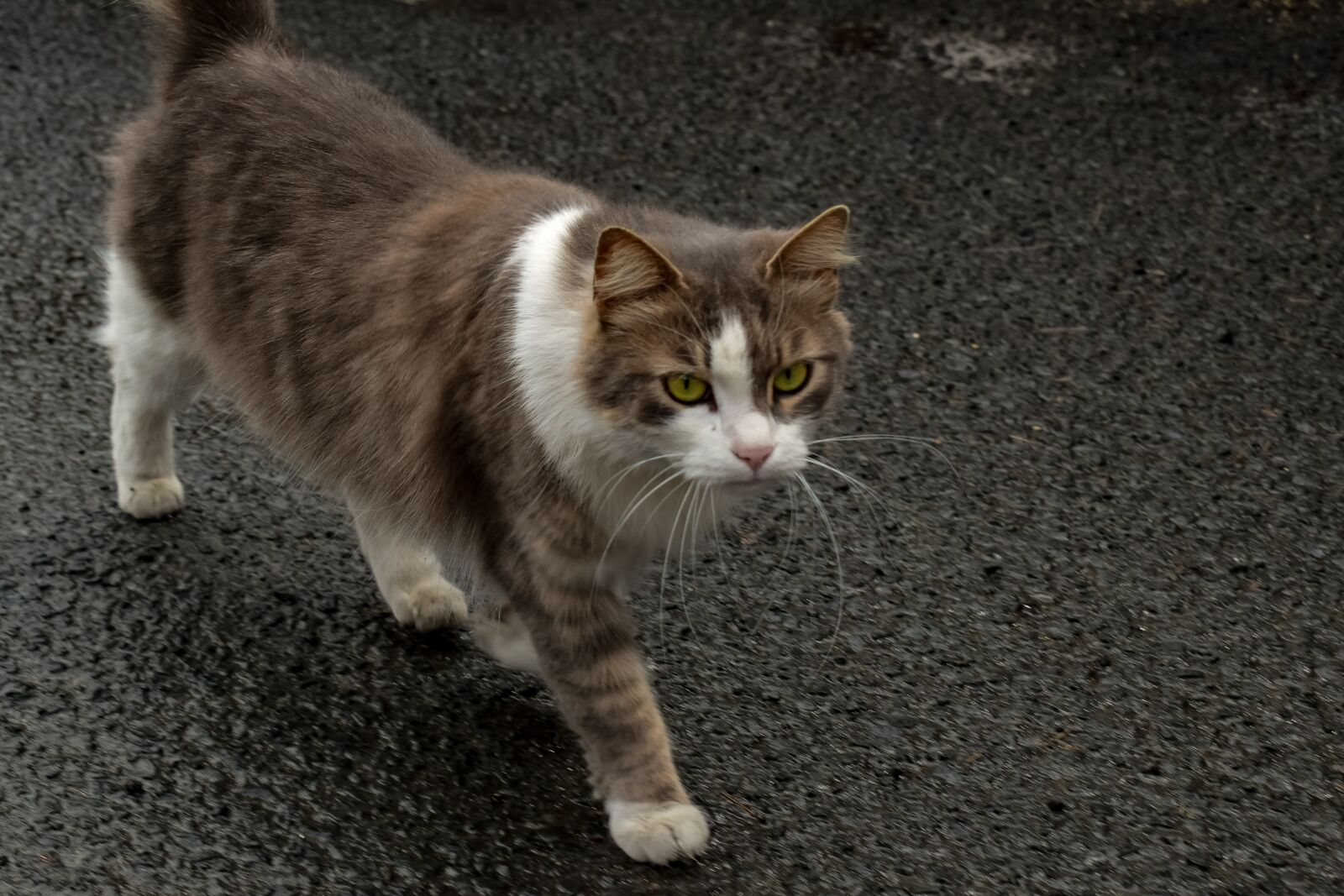 Nikon D3300 sample photo. Cat, stray, animal photography