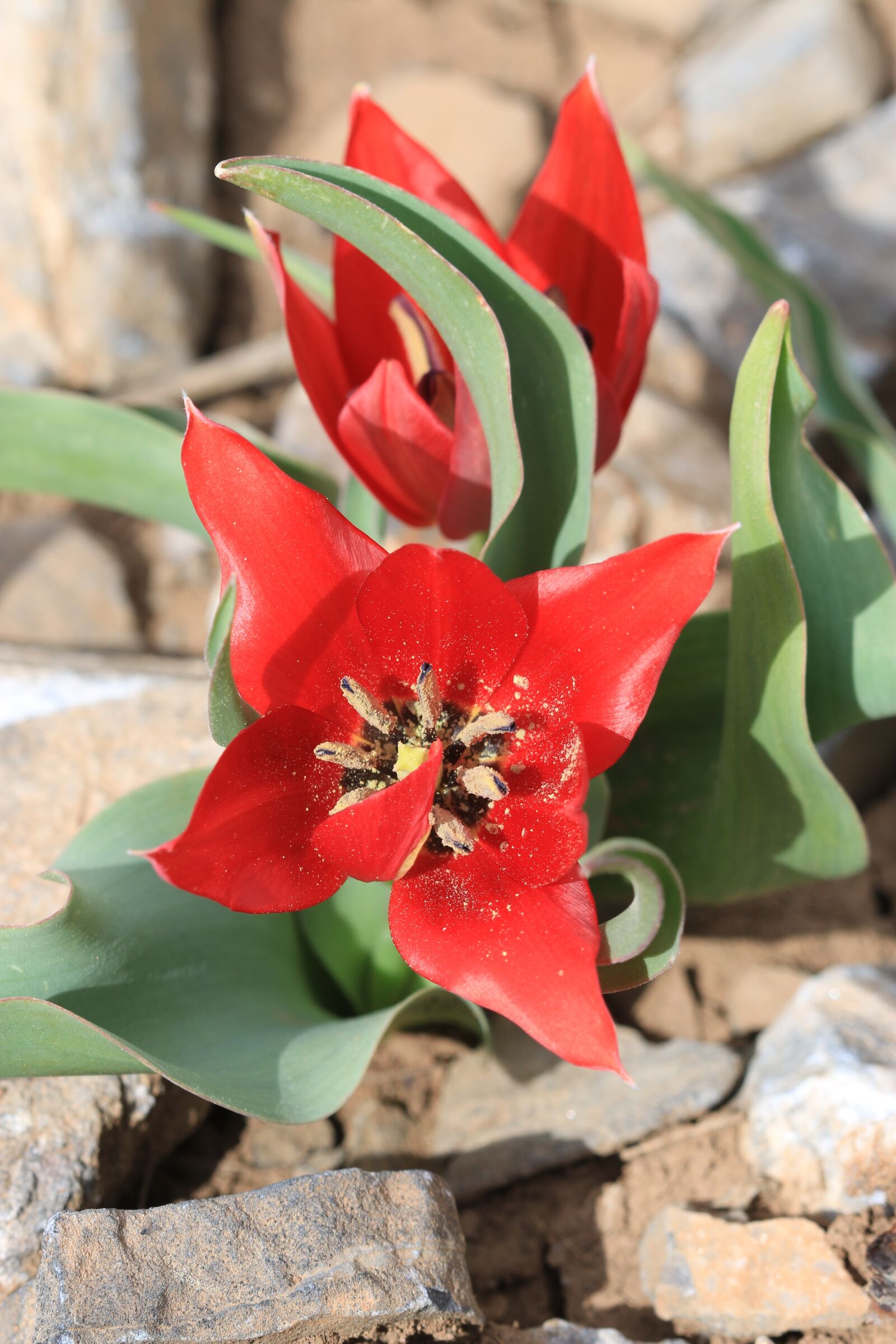 Canon EOS 70D + Canon EF 100mm F2.8 Macro USM sample photo. Green, red, flower photography