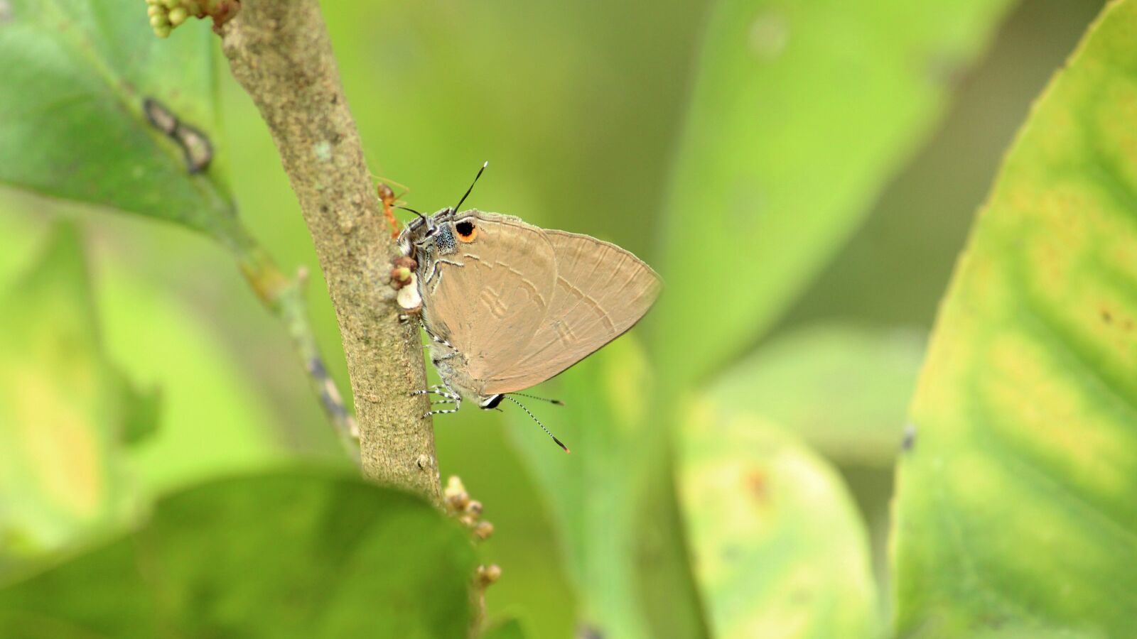 Canon EOS 1300D (EOS Rebel T6 / EOS Kiss X80) sample photo. Kerala, india, rapala photography