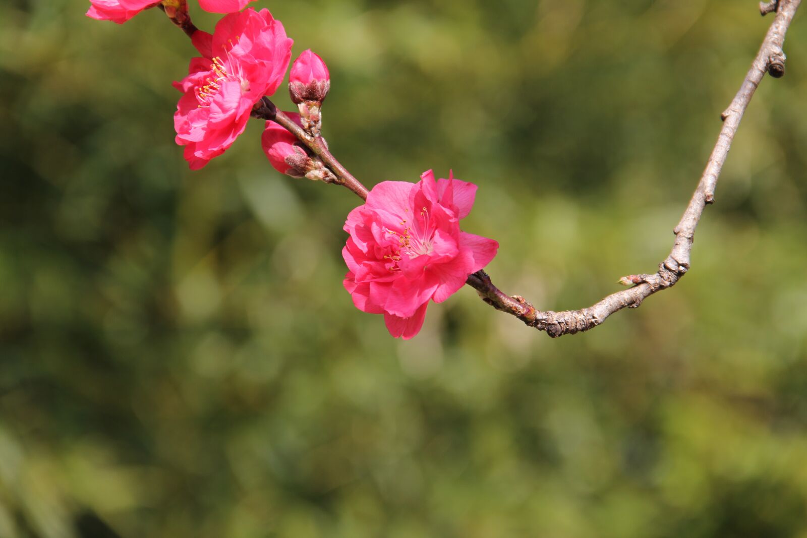 Canon EOS 60D sample photo. Nature, flower, flora photography