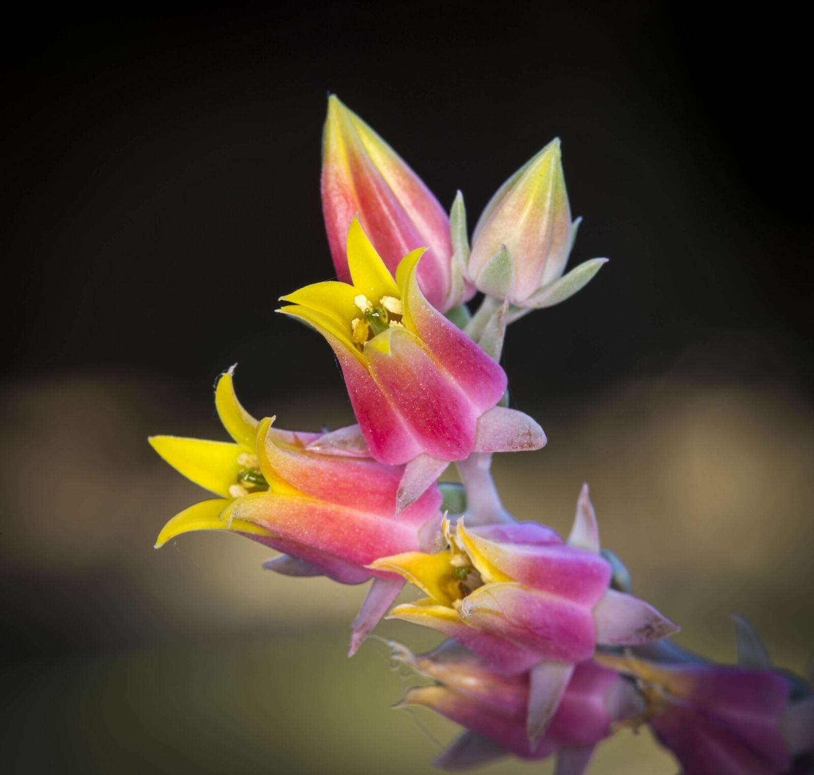 Canon EOS 6D + Canon EF 100mm F2.8 Macro USM sample photo. Flowers, cactus, plant photography