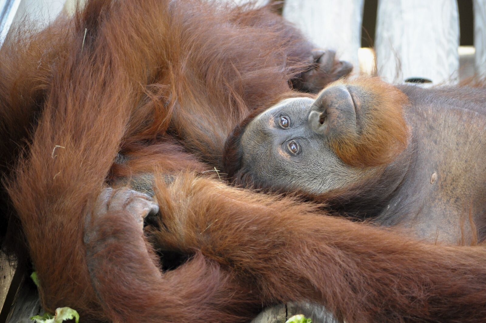 Nikon D5000 sample photo. Orangutan, animal, mammals photography