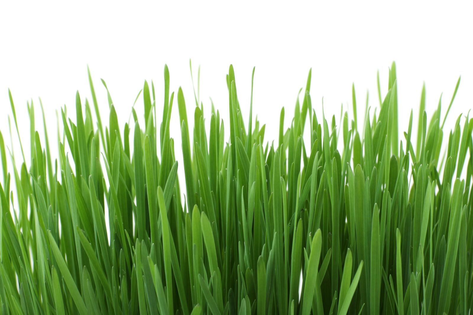 Canon EOS 50D sample photo. Green, grass photography