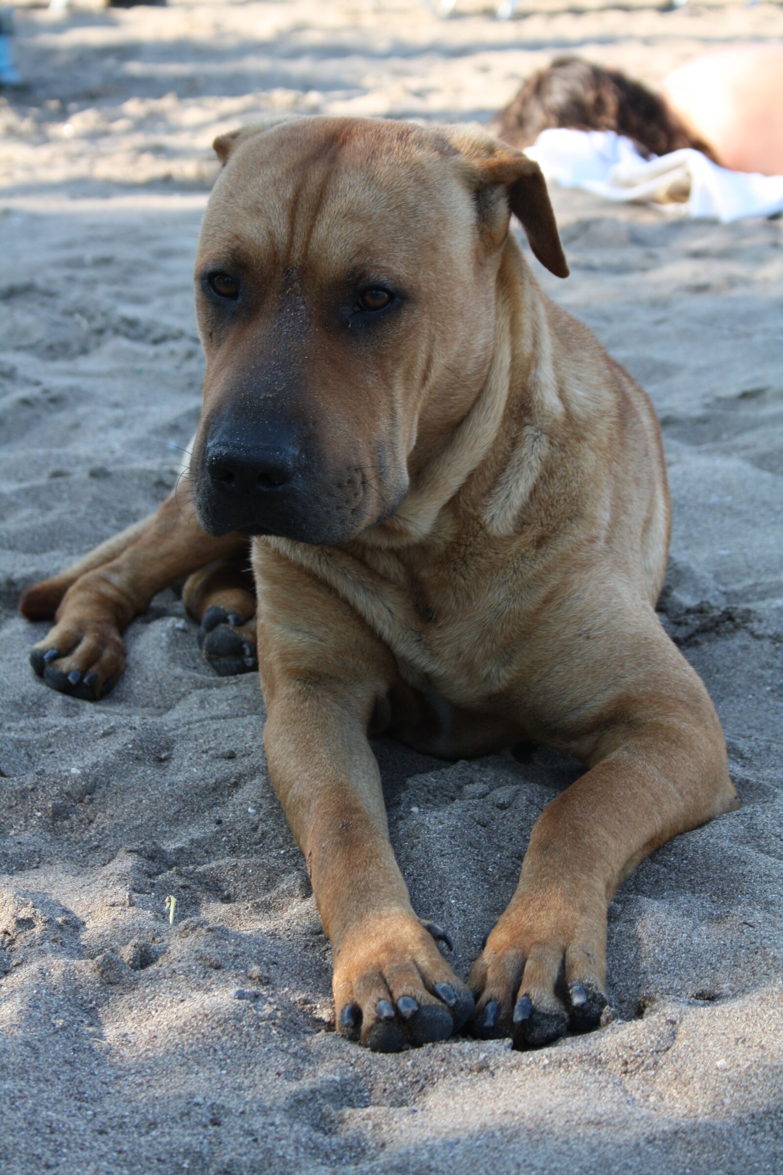 Canon EOS 1000D (EOS Digital Rebel XS / EOS Kiss F) sample photo. Dog, devotion, shepherd photography