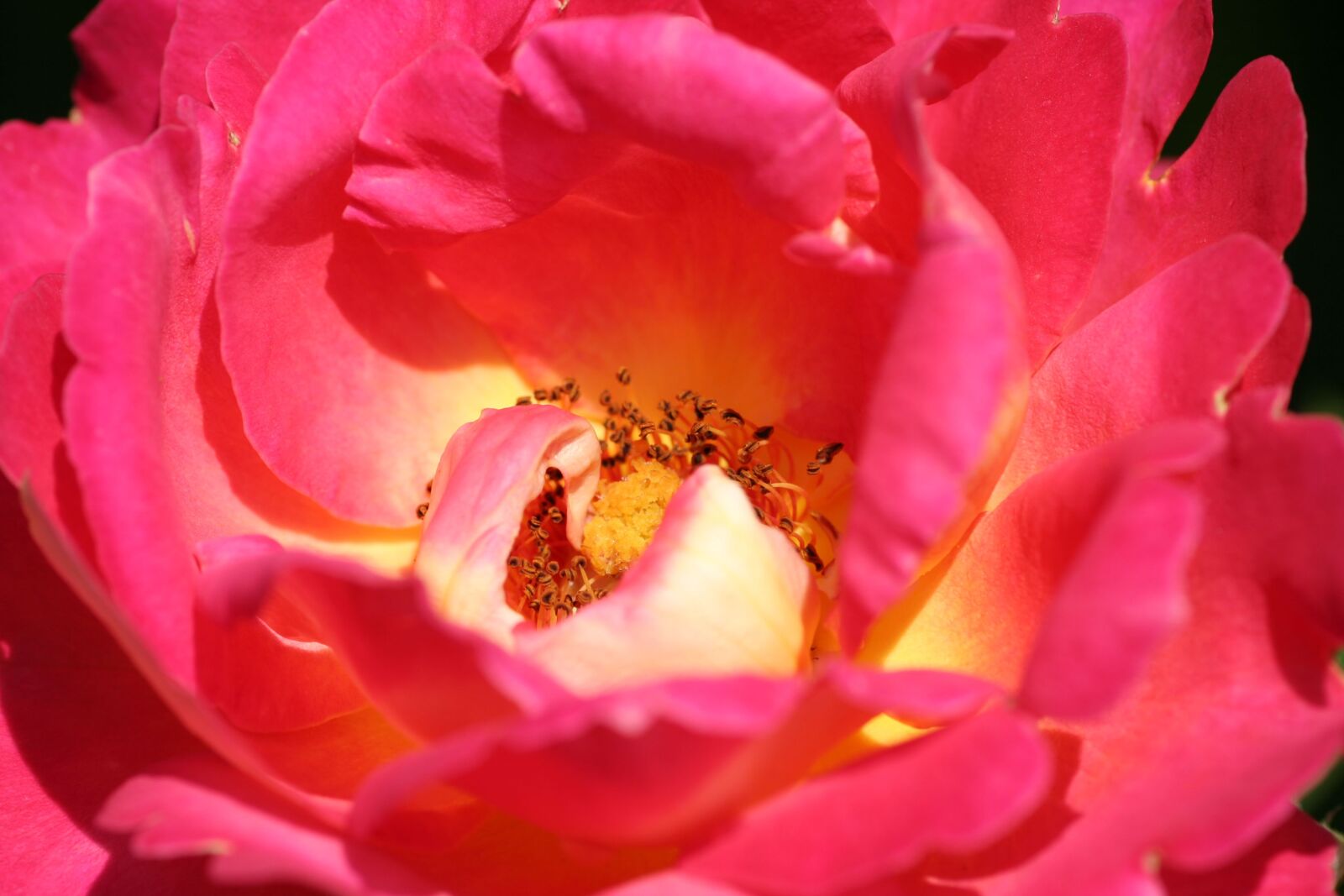 Canon EOS 350D (EOS Digital Rebel XT / EOS Kiss Digital N) sample photo. Pink, heart, flower photography