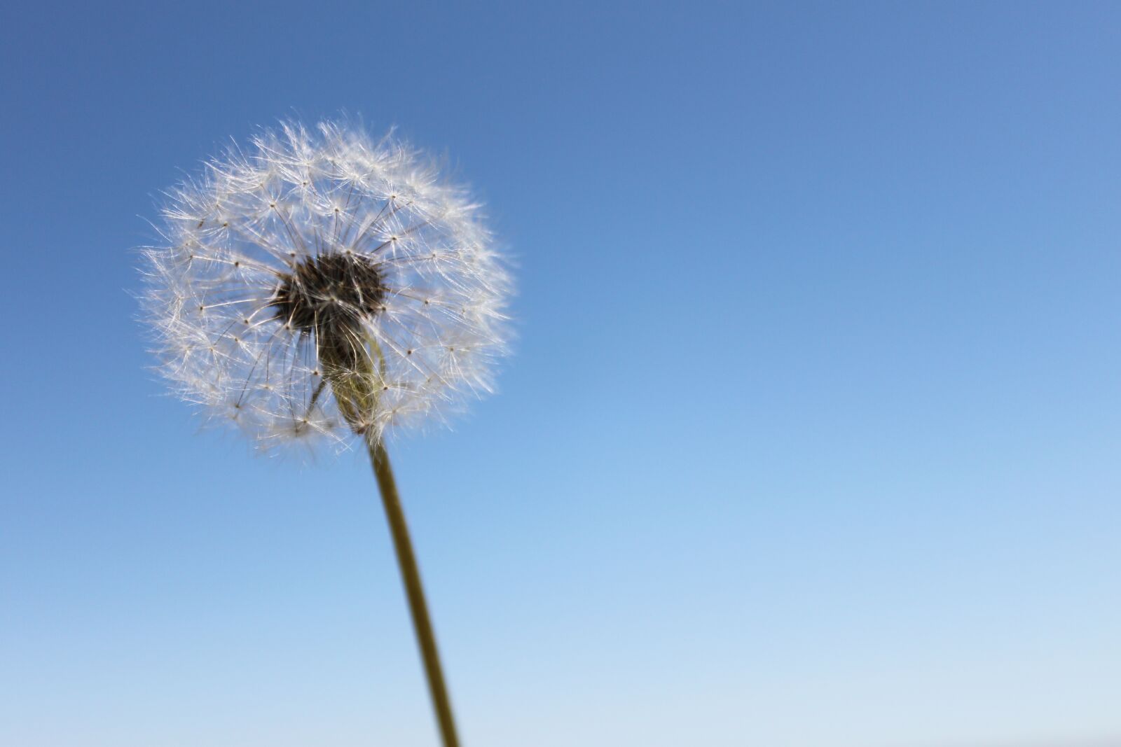 Canon EOS 500D (EOS Rebel T1i / EOS Kiss X3) sample photo. Dandelion, sky, wishes photography