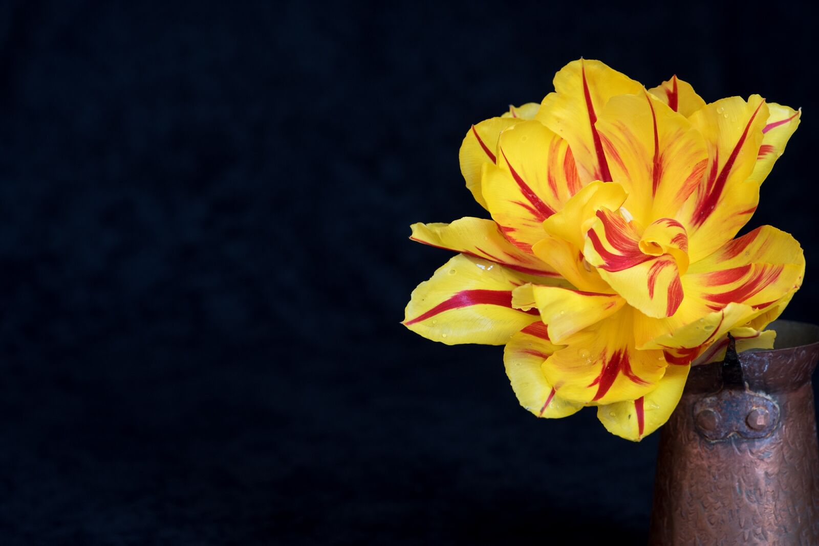 Nikon D750 sample photo. Tulip, flower, yellow photography