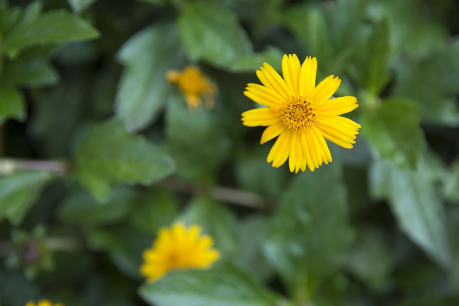 Nikon D7200 sample photo. Flowers, flower, vine photography