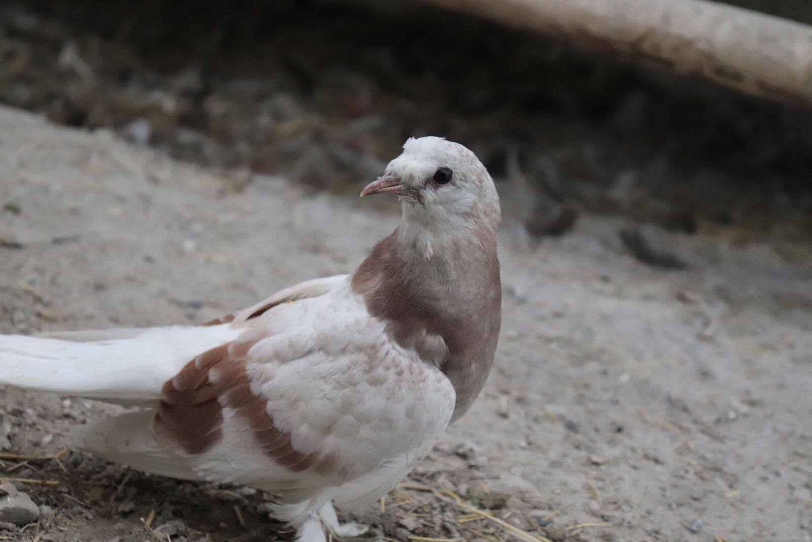 Canon EF-S 18-55mm F4-5.6 IS STM sample photo. Pigeon, poultry, bird photography